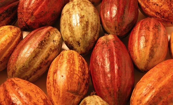 variedades-cacao