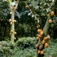 árbol de cacao.jpg